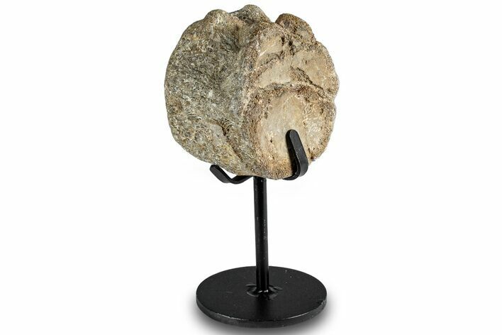 Fossil Mosasaur Vertebra w/ Metal Stand - Texas #316047